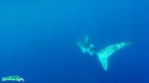 This is tiburón ballena by oliver velázquez quijano on vimeo, the home for high quality videos and the people who love them. Nadando Con Tiburones Ballena En Puerto Princesa Filipinas