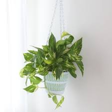 No matter if your living space is small, dark, damp, or dry, there's a plant for you. 15 Best Bedroom Plants Plants For Bedroom That Clean Air