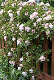 Rambling Rose Albertine On Picket Fence Rose Fence Rose Hedge Beautiful Roses