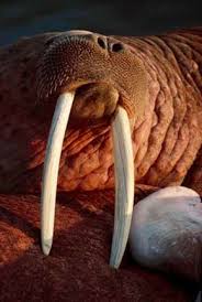 Image result for walrus