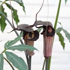 Image result for Arisaema