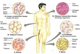 The Various Types Of Tissues And Found Within The Body Tissue Types Loose Connective Tissue Adipose Tissue