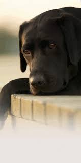 Comparateur D Assurance Pour Chien Chien Photo Chien Assurance Auto
