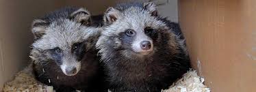 Raccoon Dogs As Pets