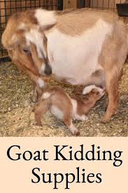 Goat Kidding Supplies Goat Care Goat Kidding Goats