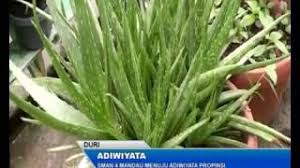 Aku baru berusia 18 tahun (sma kelas iii). Sma Negeri 4 Mandau