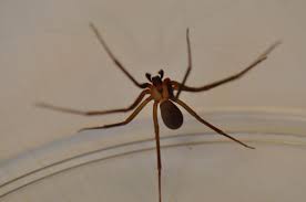 Black, found in yard, predatory, white. 10 West Kentucky Critters That Want To Warm Up In Your Home When It Gets Cold Wkms