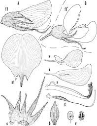 Image result for Rhynchosia micrantha