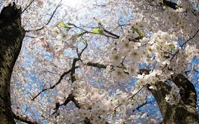 You can also upload and share your favorite sakura trees wallpapers. Wallpaper Spring White Sakura Tree Flowers 2560x1600 Hd Picture Image