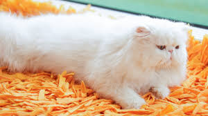 Gastric cancer accounts for less than 1% of all cancers. Onuq0hahukgbkm