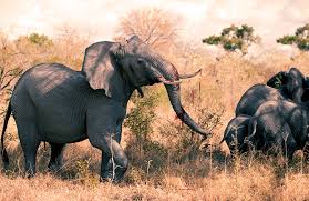 How To Survive An Elephant Attack Understanding A Charge