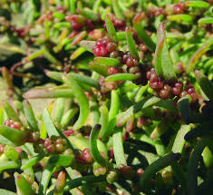 Image result for Suaeda sp. B