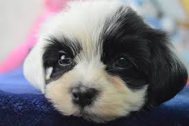 Black And White Havanese Puppy Havanese Puppies For Sale Fl Royal Flush Havanese Omg One Ear Is White And One Ear Is Black Havanese Puppies For Sale Havanese Puppies Havanese