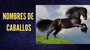 Caballo Arabe Pura Sangre By Jons Jons