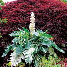 Image result for Acanthus