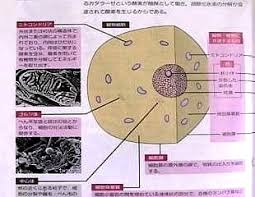Inserted By Fc2 System Powered By Fc2ホームページ Powered By Fc2携帯変換 閉じる これは教科書に記載されている細胞の構造図です この図は動物細胞ですが 植物細胞についても記載されています もう少し複雑です たいていこの時たまねぎの鱗葉