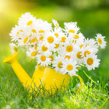 Image result for spring pic