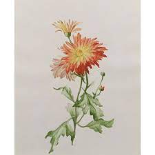 Botanical Aster Garden Flower Watercolour Painting Watercolor Flowers Paintings Flower Painting Watercolor Flowers