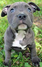 Ayyyyye Its Ya J Follow Me For More Great Things Love Ya Blue Nose Pitbull Puppies Pitbull Puppies For Sale Pitbull Puppies