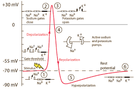 Action Potentials Medical School Studying Biomedical Science Medicine Studies
