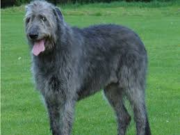 We did not find results for: The Biggest Dogs In The World