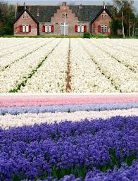 Pin By Lunesa Loredo On Girly Things Beautiful Flowers Garden Flower Farm Beautiful Gardens