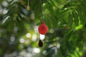 Image result for Parkia