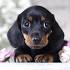 Dachshund Puppy Adoptions - Puppies for Sale in PA