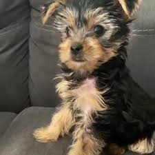 Shorkie poo puppies for sale or adoption. Yorkie Puppies For Adoption Near Me Home Facebook