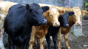 Adaptabihty for crossing with shorthorns—mr. Aberdeen Angus Cattle Society Council Hits Out At Turmoil News Farmers Guardian