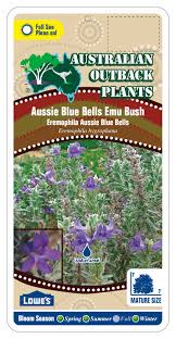 Join our friendly community that shares tips and ideas for gardens, along with seeds and plants. Eremophila Hygrophana Aussie Blue Bells Bush Australian Outback Plants Native Plant Nursery Usa