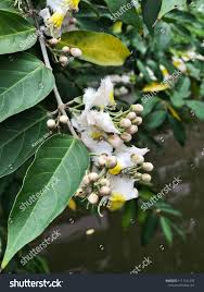 Image result for Hiptage benghalensis