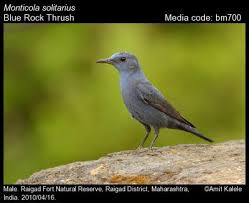 Image result for Searsia monticola