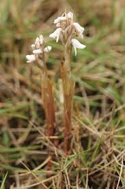 Image result for Zeuxine