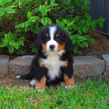 We currently have a litter of puppies born january 30, 2020 with some puppies available! Kelsay Kennel Bernese Mountain Dogs Home Facebook