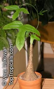 Image result for Adenia gummifera