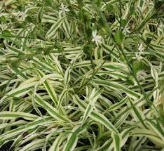 Image result for Chlorophytum colubrinum