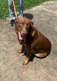 Adopting an available dvgrr dog is a rewarding experience here are some of our recently adopted dvgrr dogs! Dog For Adoption Doc A Labrador Retriever Golden Retriever Mix In New Canaan Ct Petfinder