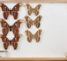 Image result for Entephria polata