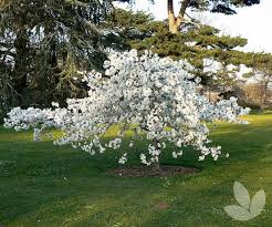 Prunus Serrulata Shirotae Grafted Weeper Mt Fuji Grafted Weeping Ornamental Cherry Trees Speciality Trees