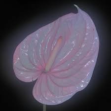 Flora Yin Wong Holy Palm Bleep