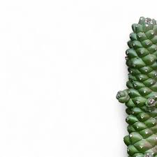 Image result for Euphorbia ramulosa