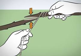 Gartenpflanzen Vermehren Mit Obi Richtig Veredeln Pflanzen Gartenpflanzen Garten