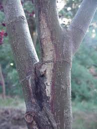 Check spelling or type a new query. Japanese Maple Bark Related Issues Ubc Botanical Garden Forums