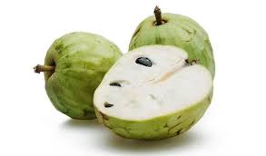 Image result for Myrianthus arboreus