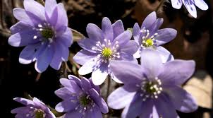 What's this purple flower called? Originally Called Decoration Day Into The Light Adventures Daily Adventures