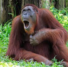 Orang, nepal, a village development committee. Orang Utans Sprechen Wie Menschen Uber Vergangenheit Welt