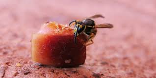 Wasp nests in air brick can present a new set of challenges due the difficulty of applying product safely onto the nest. How To Get Rid Of Wasp Nests And Prevent Wasps Pest Defence
