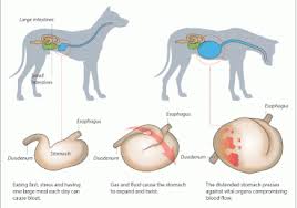 Get 30% off your first autoship order & never run out of your pet's favorites again. Faq Big Dogs And Bloat