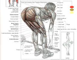 How To Do Stiff Legged Deadlifts Stephane Andre